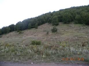 the landscape. Mountain hay meadows of forest zone often have as main component dwarf shrub Common juniper (Juniperus communis subsp. nana), Rose (Rosa sp.