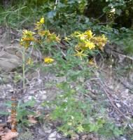 waterdropwort (Oenanthe silaifolia), Marsh thistle (Cirsium palustre), Watercress (Cardamine rapanifolia), False helleborine