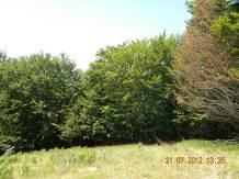 2012 TAP Section: Central East Luzulo-Fagetum beech forests are developed in this WP, with main component
