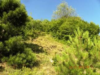 Several shrubs and herbs are often associated with this forest such as Common juniper (Juniperus communis), Elm leaf blackberry (Rubus ulmifolius), Hawthorn (Crataegus monogyna),