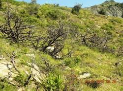 In many cases the vegetation of these habitats is characterized by dominance of Common juniper (Juniperus communis) where it forms patches of characteristic physiognomy.