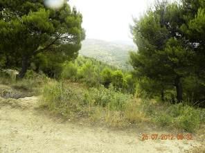 Page 69 of 146 WP 060; B- 060 34T0 413183 4508166 293 m 25.07.2012 TAP Section: Central West Access road go through Mediterranean pines forest plantations dominated by Aleppo pine (Pinus halepensis).