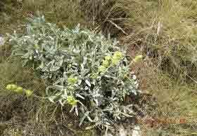 splendens), Hairy melick (Melica ciliata), Bulbous meadow grass (Poa bulbosa), Hair-like feather-grass (Stipa joannis), and Juniper