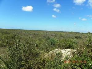 In sites with altitudes lower than sea level, the taxa Sea rush (Juncus maritimus), Beardgrass (Polypogon maritimus ssp.