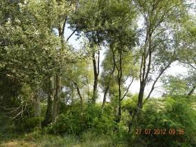 poplar (Populus alba), White willow (Salix alba), Acacia (Acacia