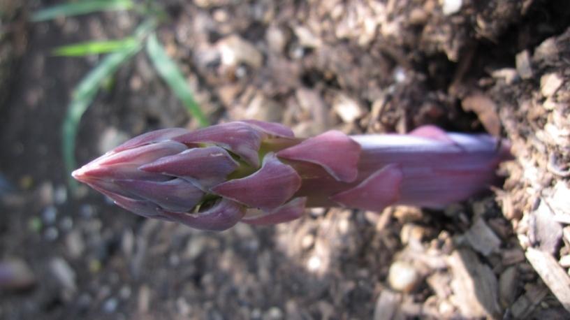 March Part I Plant asparagus crowns in prepared 16 trenches: - Amend