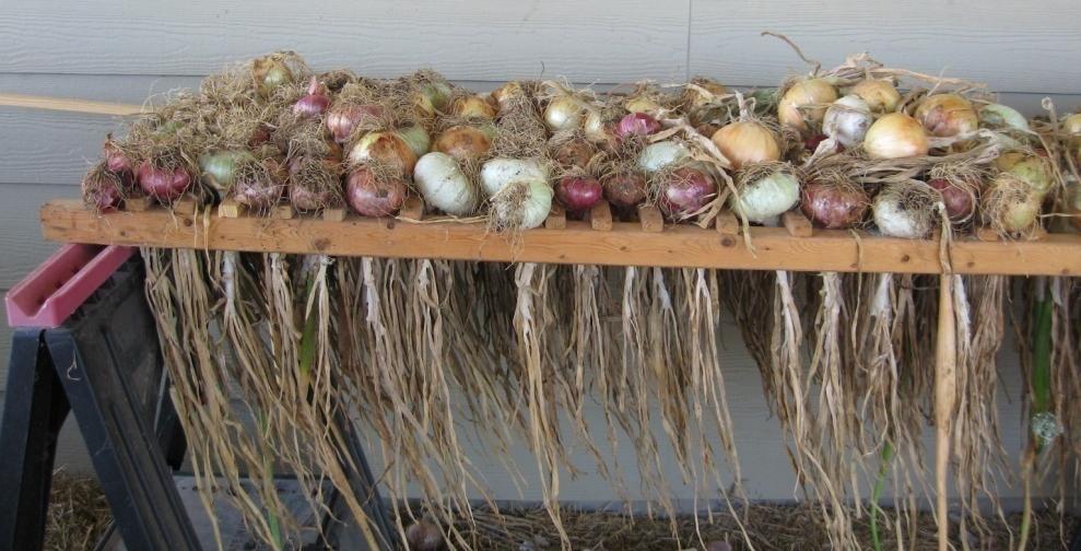 June Harvest potatoes, onions &
