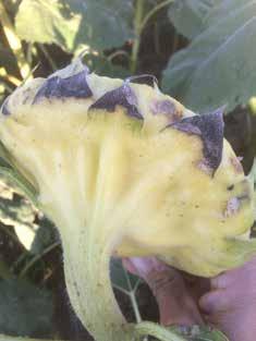 Harvest DESICCANTS Are a common pre-harvest aid that enables an earlier confection sunflower harvest. Reduce the potential losses due to bird depredation, lodging and weather related quality issues.