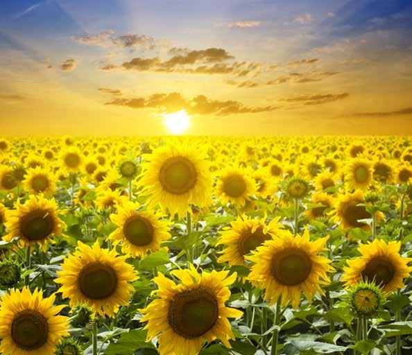 CONFECTION SUNFLOWER GROWERS ARE INDUSTRY LEADING Planting sunflowers is a sign of a hard working, resourceful and successful grower.