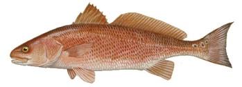 FROM THE SEA *Mauritius Farmed Red Drum Fish Nestled in the pristine waters of the Indian ocean, red drum fish are free from environmental pollution and fed with feed certified free from artificial