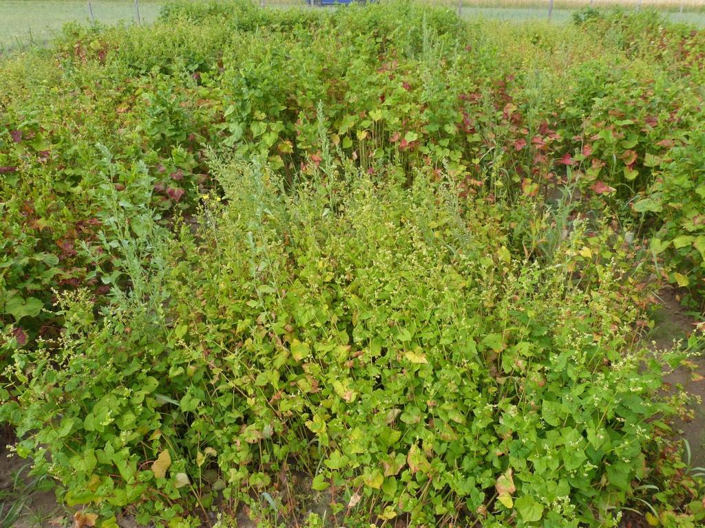 Habit of tartary buckwheat plants for different genotypes Thin, limp stalks, small, delicate