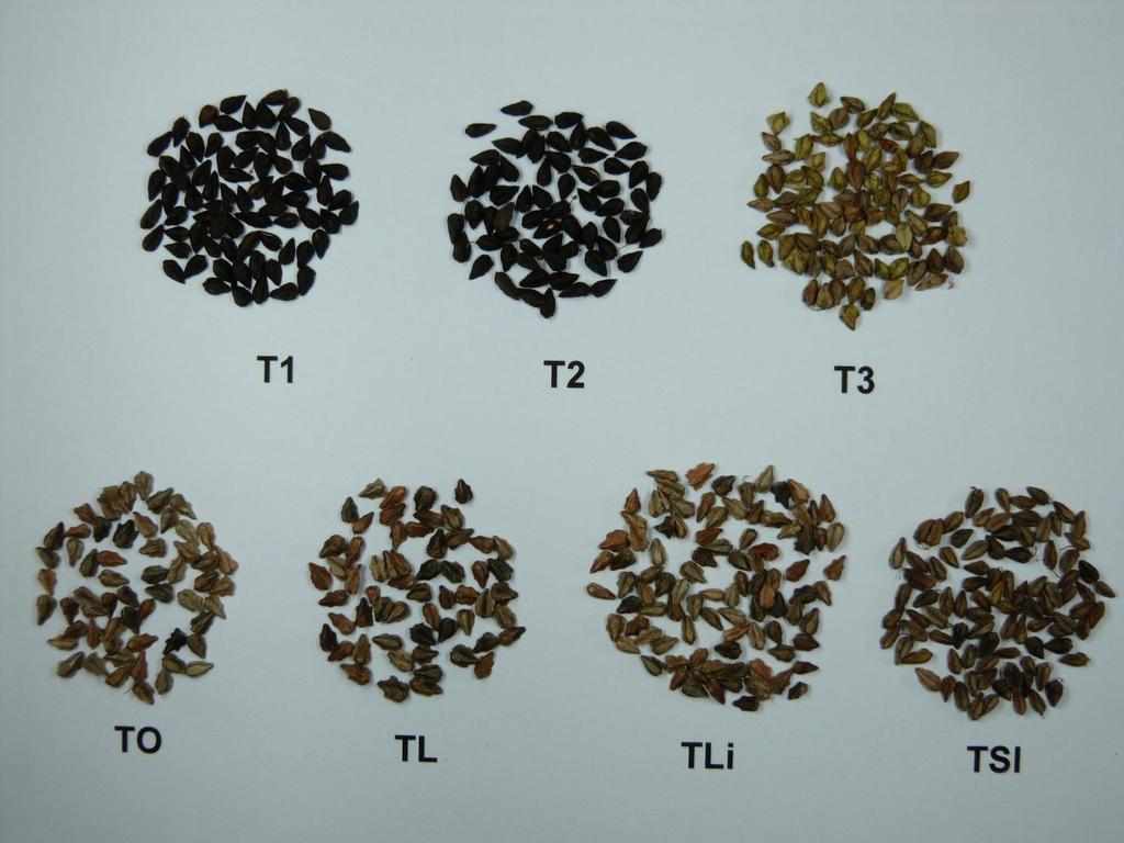 Morfology of backwheat