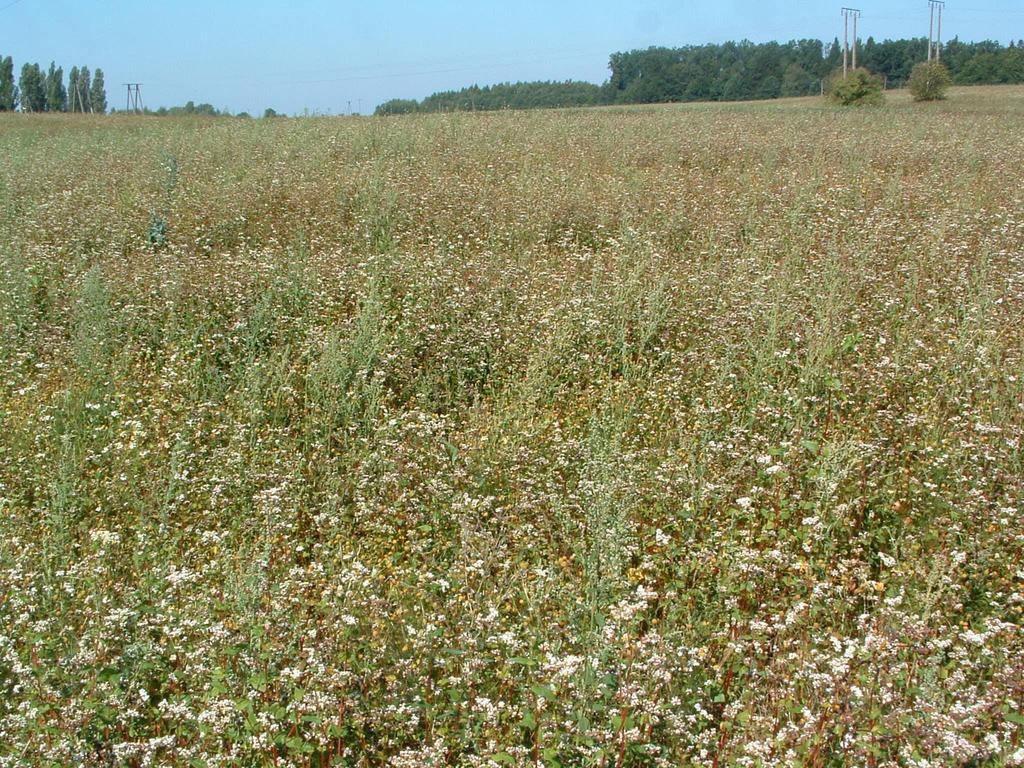 Large buckwheat plantation near the Olsztyn (30-60km) gryka buckwheat
