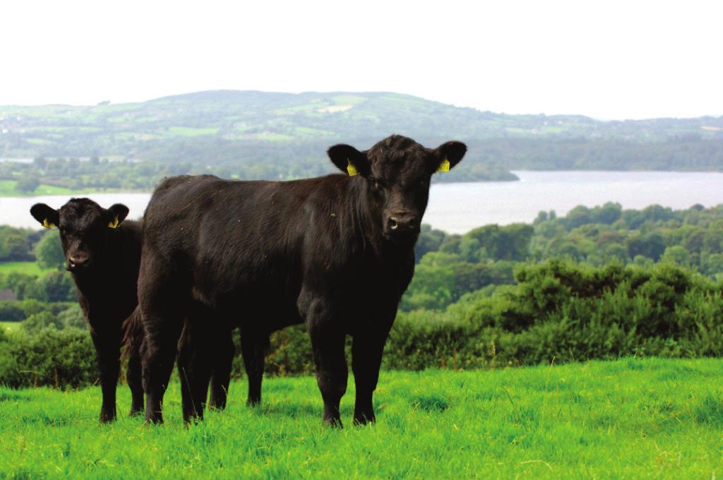 THE IRISH BEEF PROCESSING INDUSTRY
