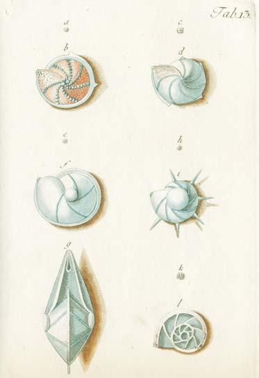 Slika 3. i 3.a) Fichtel, L. von & Moll, J. C. P. von (1803.): Testacea microscopica aliaque... et descripta ; inv. br.