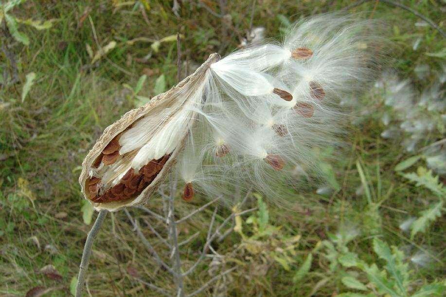 Wind Dispersed Seeds Milkweed