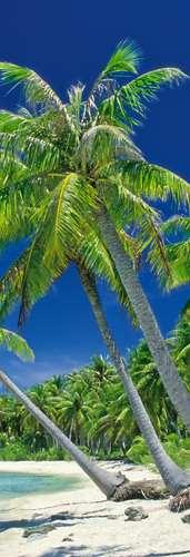 Coconut Palms The