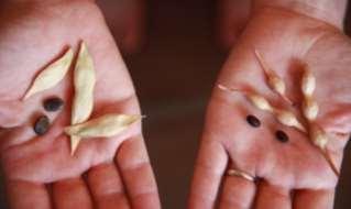 Desert Seeds- Rough seed coats