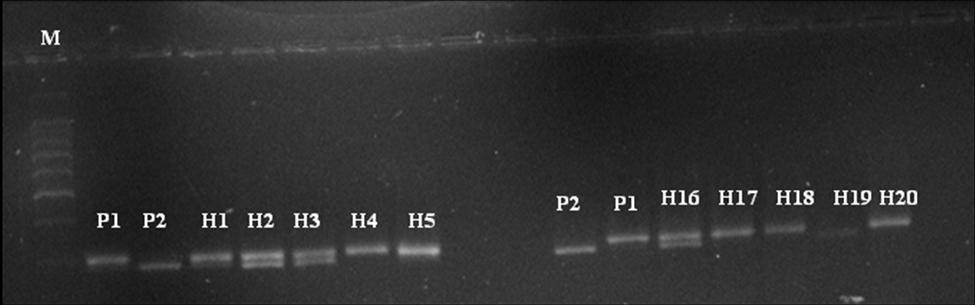 H22 are true hybrids Plate 11: Amplification profile of Parents and