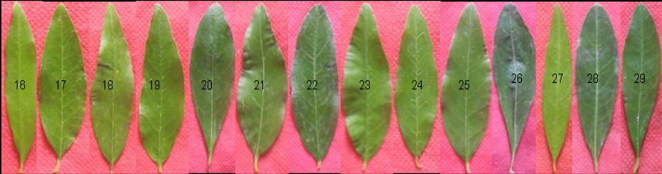 (a) (b) (c) Plate 1: Variability in leaf