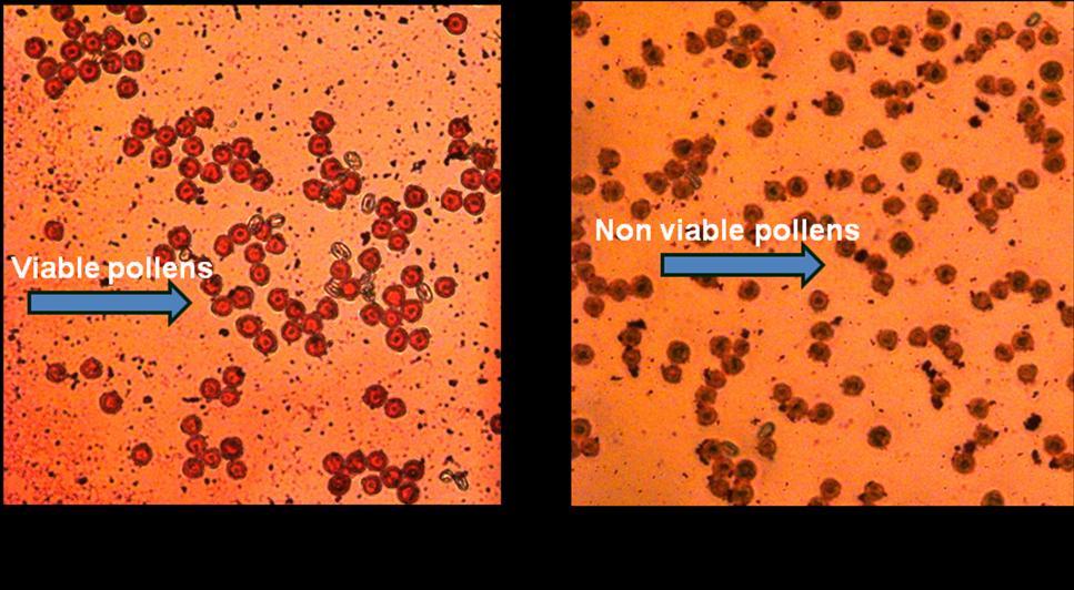 Plate 6: Pollen viability