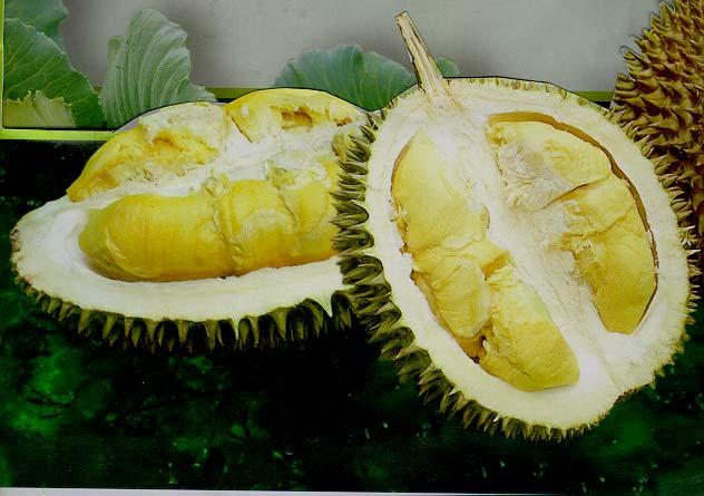 Durian Indonesian durian usually has a stronger taste than that of Monthong.