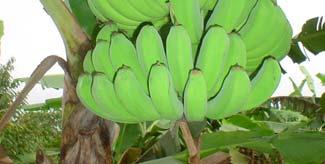varieties of bananas