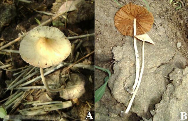 Fig. 7 Conocybe microrrhiza var. coprophila. A. Carpophore; B. Basidiospores; C. Basidia; D. Cheilocystidia; E. Pileus cuticle elements; F. Pileocystidia G. Caulocystidia.