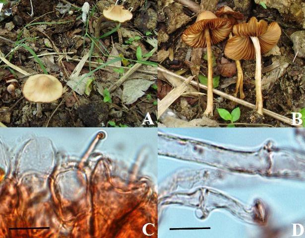 Fig. 5 Conocybe subpubescens. A. Carpophores growing scattered in natural habitat; B. Pileal undersurface showing subdistant lamellae; C. Pileus cuticle elements; D.