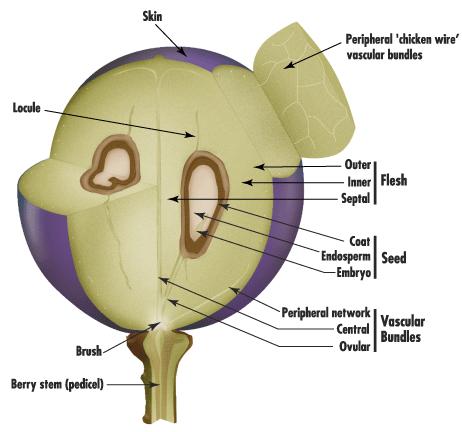 The ovular vascular bundles that previously served the ovary give rise to a complex network of vascular traces (axial and peripheral) that supply the seed and the pericarp (Pratt, 1971).