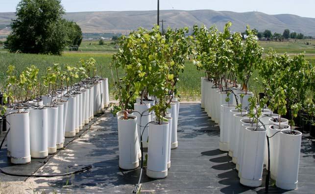 21 Figure 4: Vines grown in white 20.