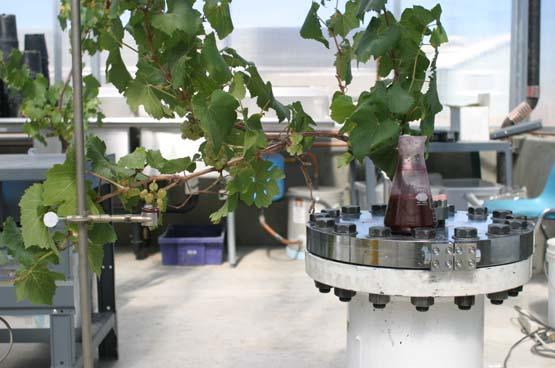 34 2.4.3 Dye feeding reverse / root pressure chamber In the final dye feeding experiment, three potted post-veraison Chardonnay vines (soluble solids ~22 Brix), were placed in the root pressure
