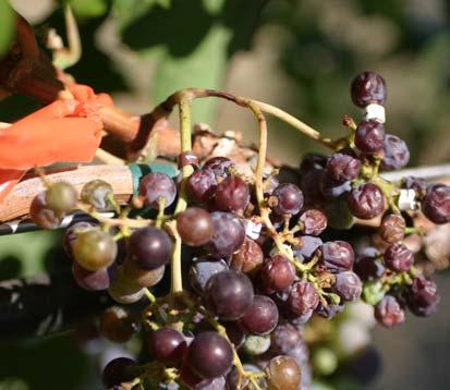 Also noted, when the vine was water-stressed during veraison, the berries changing color expanded (Figure
