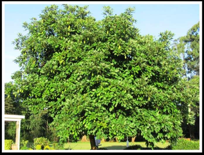 FUN FACTS Avocado trees will start producing fruit after 3-4 years. They can grow up to 30-65 feet tall!