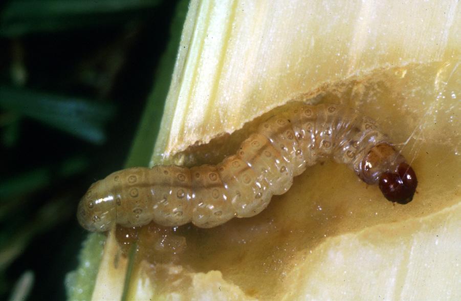 Obermeyer) Mature larva in stalk tunnel (Photo credit: B.