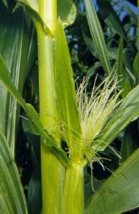ingest toxins not all kernels contain toxins Often small larvae infest ears at harvest Less effective against fall armyworm and western bean cutworm