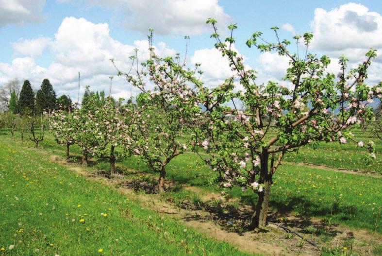 Article Evaluation of Flower, Fruit, and Juice Characteristics of a Multinational Collection of Cider Apple Cultivars Grown in the U.S.