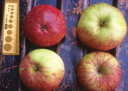 Evaluation of flower, fruit, and juice characteristics of a multinational collection of cider apple cultivars grown in the U.S. Pacific Northwest. HortTechnology 27:431-439.