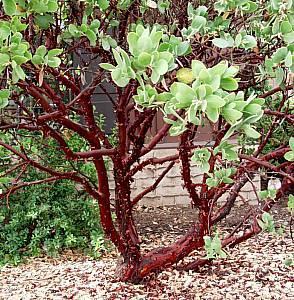 Aromatic finely divided leaves. Full sun. Arctostaphylos Manzanita Forms vary from ground cover to treelike shrubs.