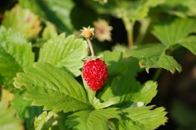 Fragaria vesca Woodland Strawberry; Alpine Strawberry Bears small crop of berries over the summer season.