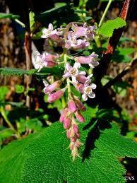 Funnel shaped, two lipped flowers resembling a grinning monkey face in spring and summer. Grows 3-4 tall and wide.