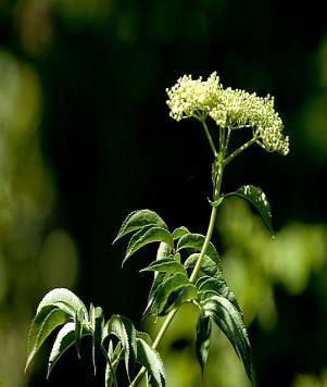 Flowers bloom in early summer in widely spaced whorls around stems. Full sun. Sambucus nigra subsp.