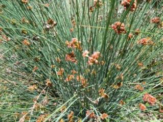 Prefers sun. Tolerates some shade. Juncus patens 'Elk Blue' California Gray Rush This grass-like clumping plant grows 2 tall and wide in a small mounding form.