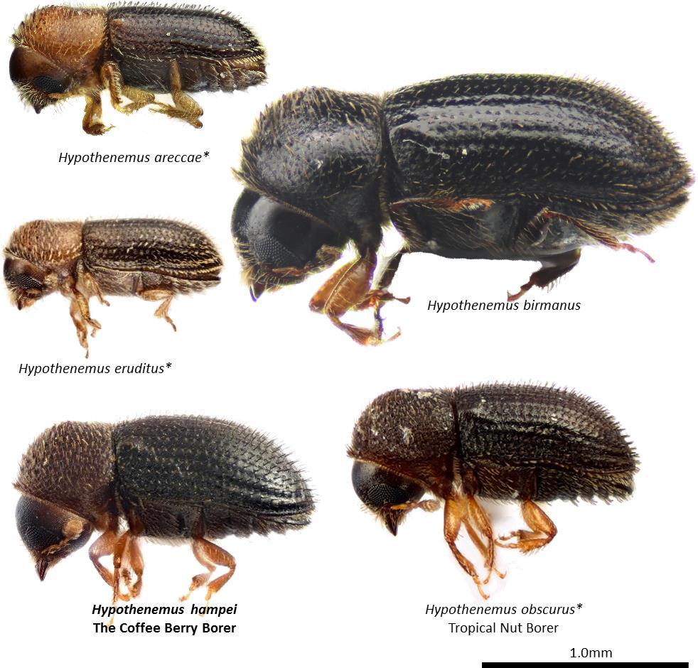 Figure 8. Examples of Hypothenemus species found in New Guinea. Photos by AJJ. Similar genera: Cryphalus Cryphalus are very common and diverse in PNG.