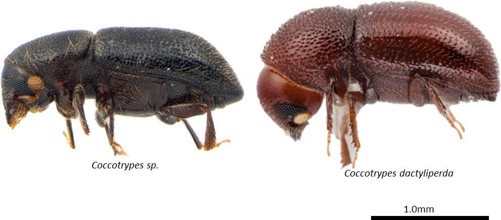 Similar genera: Coccotrypes Coccotrypes are a very diverse genus found thought the tropics.