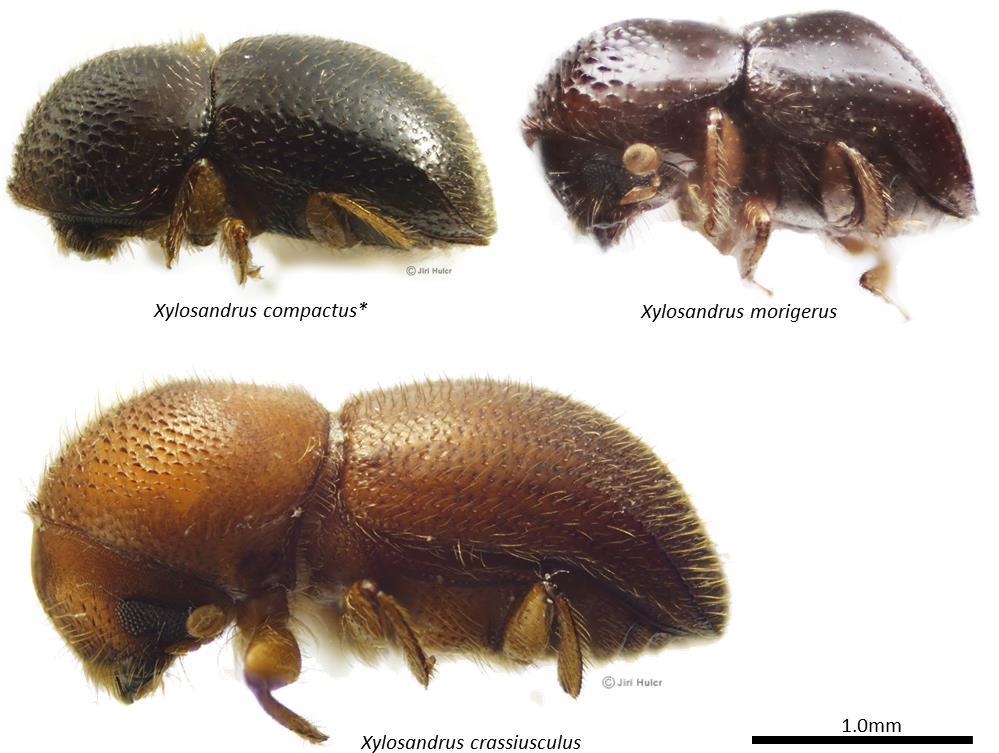 Figure 13. Examples of species of Xylosandrus present in New Guinea. Photos by Jiri Hulcr and AJJ. Other Scolytine genera. There are thousands of species of bark beetles, with hundreds present in PNG.