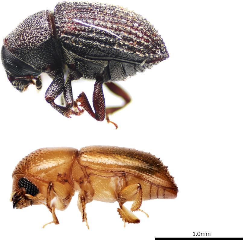 Figure 14. Examples of Other Scolytine genera. Show above are Ficicis porcatus and Xyleborus affinis. Photos by AJJ.