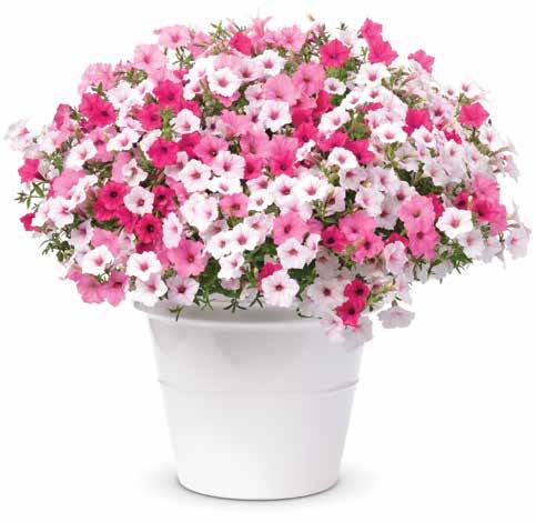 2017 18 Bundled Combination Kits So Easy to Order There is no calculation required to order your hanging basket and patio upright combinations when you use