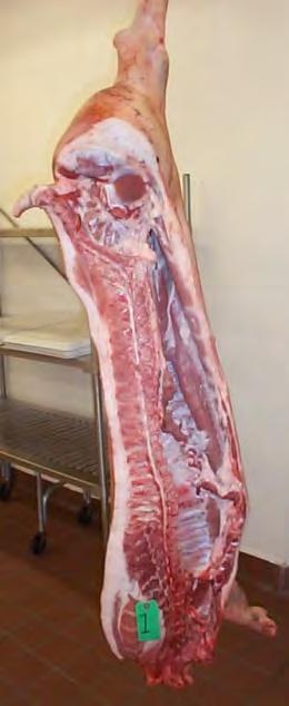 Pork Carcass Terminology Trimness First rib, last rib, last lumbar vertebrae, loin edge,
