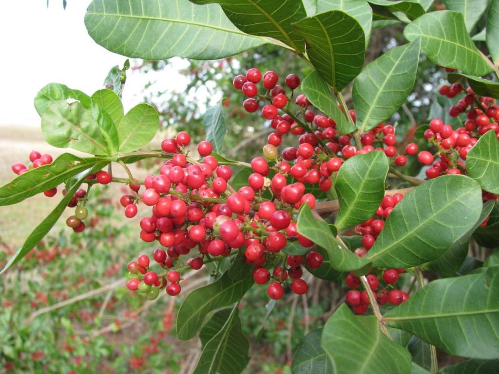 Introduction history and prospects for biological control of Brazilian peppertree